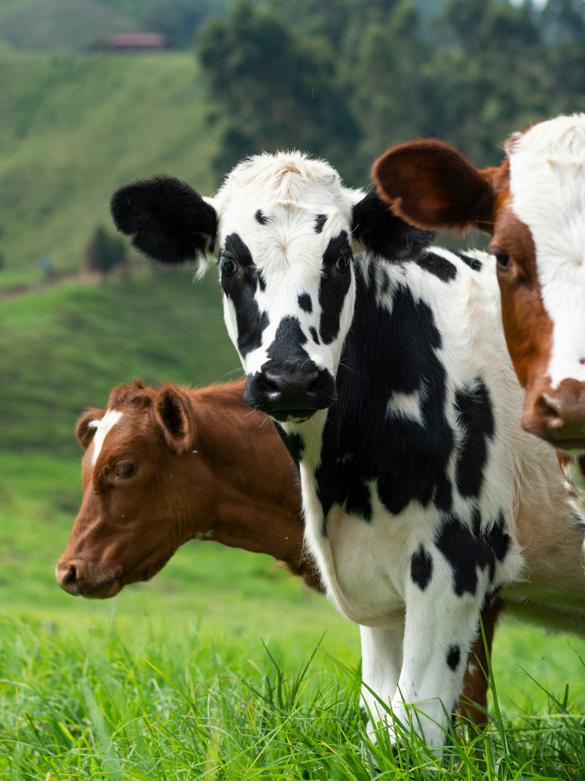 Brown and white cow grazing on a green field cared for by the trust